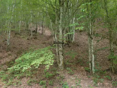 Teren in Bulzestii de Sus 2451mp - Bulzestii de Sus