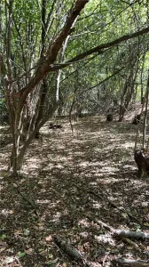 Vand teren in padure zona Hula Bradului - foto 3