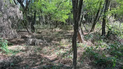 Vand teren in padure zona Hula Bradului - foto 4