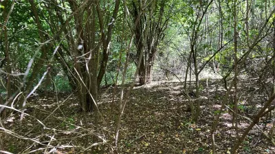 Vand teren in padure zona Hula Bradului - foto 6