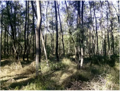 Teren extravilan padure Buzau,Costesti - Costesti