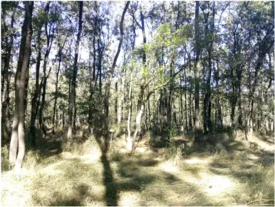 Teren extravilan padure Buzau,Costesti - foto 2